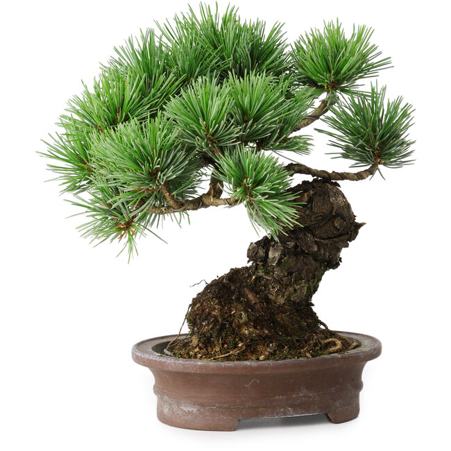 Pinus parviflora, 21 cm, ± 25 años