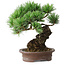 Pinus parviflora, 21 cm, ± 25 jaar oud