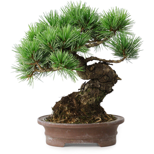 Pinus parviflora, 21 cm, ± 25 years old