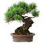 Pinus parviflora, 21 cm, ± 25 jaar oud