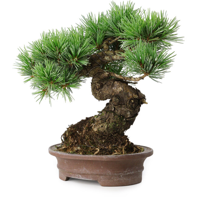 Pinus parviflora, 21 cm, ± 25 years old