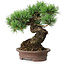 Pinus parviflora, 21 cm, ± 25 jaar oud