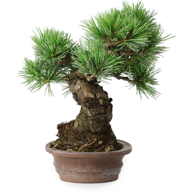 Pinus parviflora, 21 cm, ± 25 años