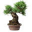 Pinus parviflora, 21 cm, ± 25 ans