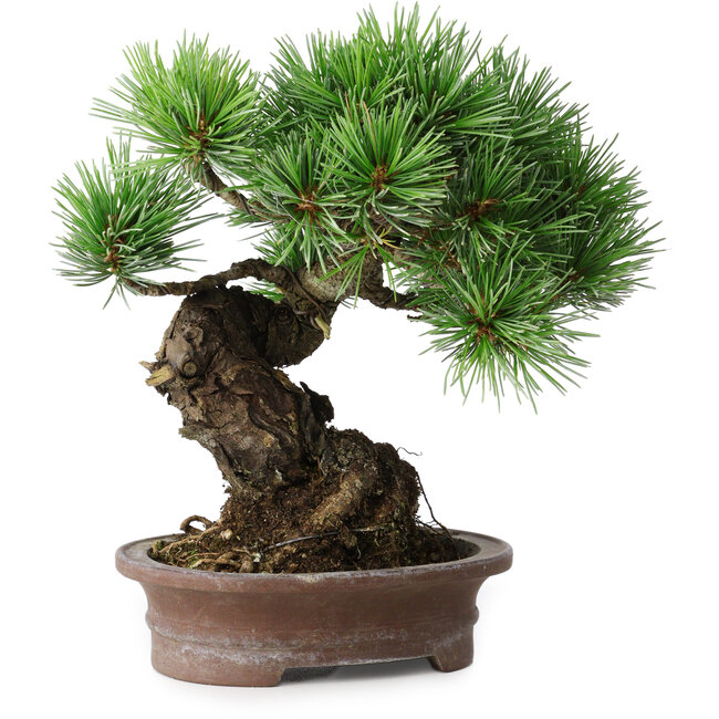 Pinus parviflora, 21 cm, ± 25 ans