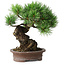 Pinus parviflora, 21 cm, ± 25 years old