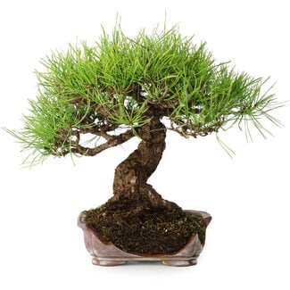 Pinus densiflora, 21,5 cm, ± 20 years old