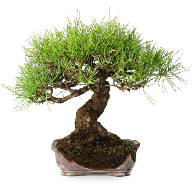 Pinus densiflora, 21,5 cm, ± 20 jaar oud, in een kapotte pot