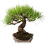 Pinus densiflora, 21,5 cm, ± 20 ans, dans un pot cassé