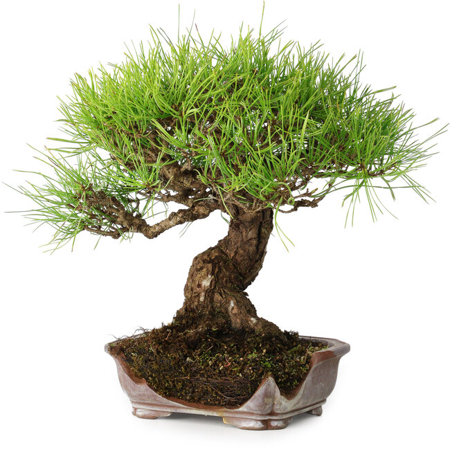 Pinus densiflora, 21,5 cm, ± 20 years old, in a broken pot