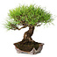 Pinus densiflora, 21,5 cm, ± 20 ans, dans un pot cassé