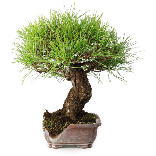 Pinus densiflora, 21,5 cm, ± 20 years old, in a broken pot