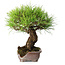 Pinus densiflora, 21,5 cm, ± 20 years old, in a broken pot