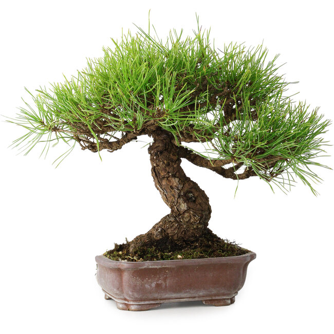 Pinus densiflora, 21,5 cm, ± 20 jaar oud, in een kapotte pot
