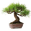 Pinus densiflora, 21,5 cm, ± 20 ans, dans un pot cassé