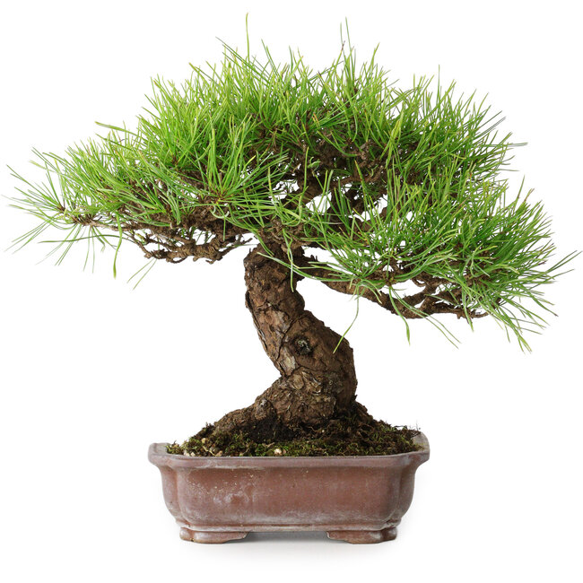 Pinus densiflora, 21,5 cm, ± 20 years old, in a broken pot