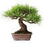 Pinus densiflora, 21,5 cm, ± 20 ans, dans un pot cassé