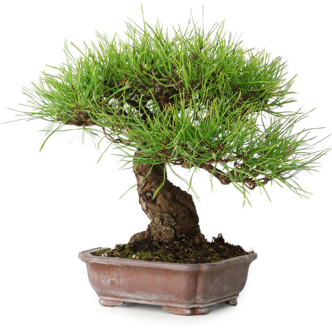 Pinus densiflora, 21,5 cm, ± 20 jaar oud, in een kapotte pot
