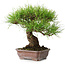 Pinus densiflora, 21,5 cm, ± 20 jaar oud, in een kapotte pot