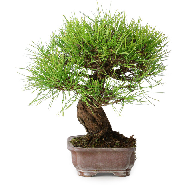 Pinus densiflora, 21,5 cm, ± 20 jaar oud, in een kapotte pot