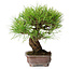 Pinus densiflora, 21,5 cm, ± 20 ans, dans un pot cassé