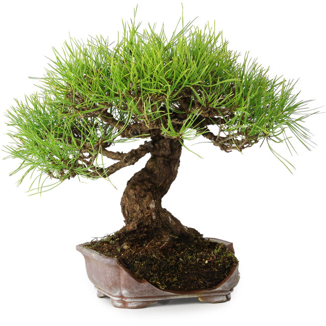 Pinus densiflora, 21,5 cm, ± 20 jaar oud, in een kapotte pot