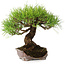 Pinus densiflora, 21,5 cm, ± 20 ans, dans un pot cassé