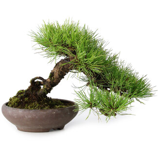 Pinus densiflora, 19 cm, ± 20 ans
