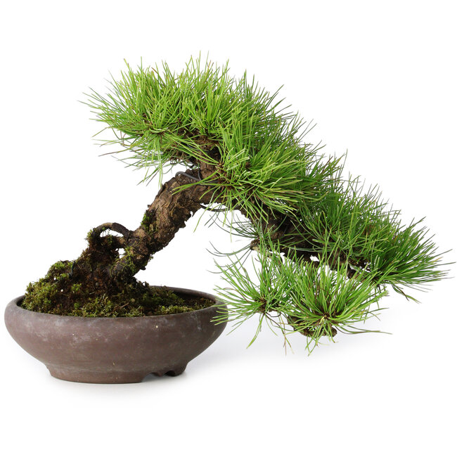 Pinus densiflora, 19 cm, ± 20 años