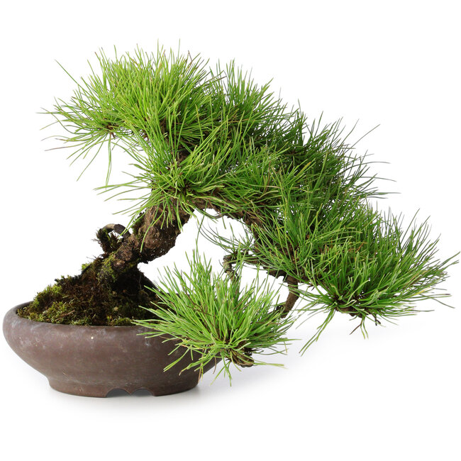 Pinus densiflora, 19 cm, ± 20 jaar oud