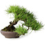 Pinus densiflora, 19 cm, ± 20 ans