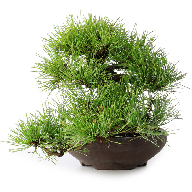 Pinus densiflora, 19 cm, ± 20 jaar oud