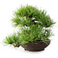 Pinus densiflora, 19 cm, ± 20 ans
