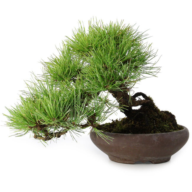 Pinus densiflora, 19 cm, ± 20 anni