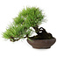Pinus densiflora, 19 cm, ± 20 Jahre alt