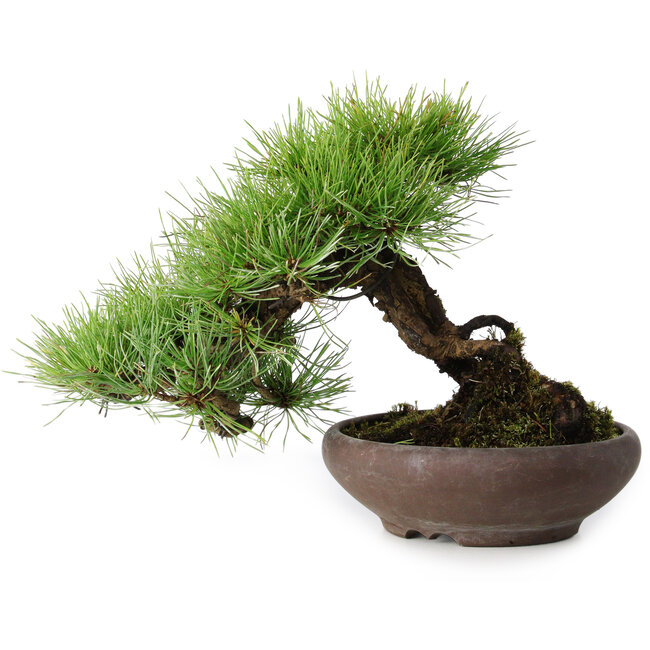 Pinus densiflora, 19 cm, ± 20 anni