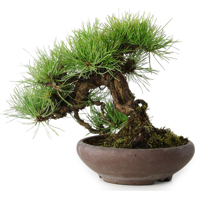 Pinus densiflora, 19 cm, ± 20 anni