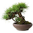Pinus densiflora, 19 cm, ± 20 ans