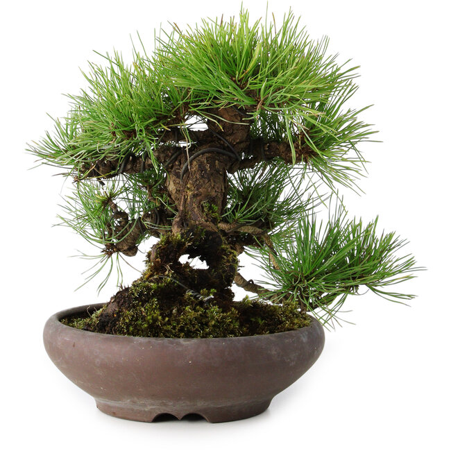 Pinus densiflora, 19 cm, ± 20 anni