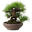 Pinus densiflora, 19 cm, ± 20 Jahre alt