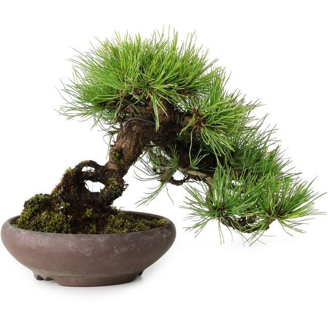 Pinus densiflora, 19 cm, ± 20 anni