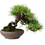 Pinus densiflora, 19 cm, ± 20 ans