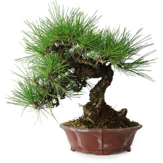 Shibakatsu Pinus thunbergii, 27 cm, ± 20 ans