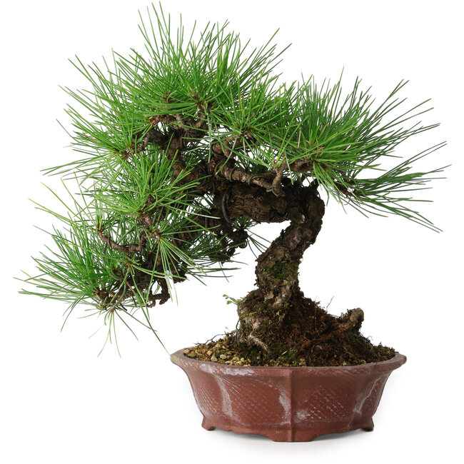 Pinus thunbergii, 27 cm, ± 20 jaar oud, in een handgemaakte Japanse pot van Shibakatsu