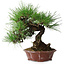 Pinus thunbergii, 27 cm, ± 20 ans, dans un pot japonais fait main par Shibakatsu