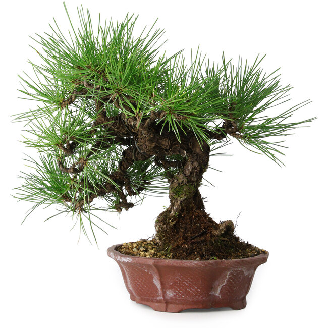 Pinus thunbergii, 27 cm, ± 20 anni, in un vaso giapponese fatto a mano da Shibakatsu