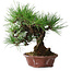 Pinus thunbergii, 27 cm, ± 20 jaar oud, in een handgemaakte Japanse pot van Shibakatsu