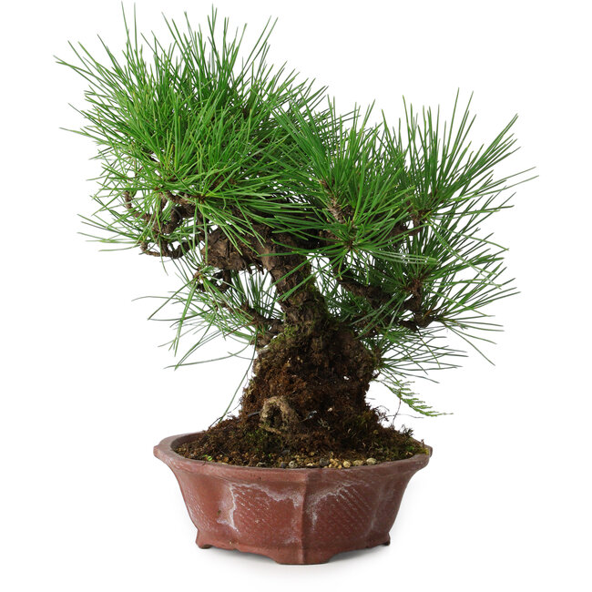 Pinus thunbergii, 27 cm, ± 20 anni, in un vaso giapponese fatto a mano da Shibakatsu