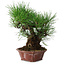 Pinus thunbergii, 27 cm, ± 20 años, en una maceta japonesa hecha a mano por Shibakatsu