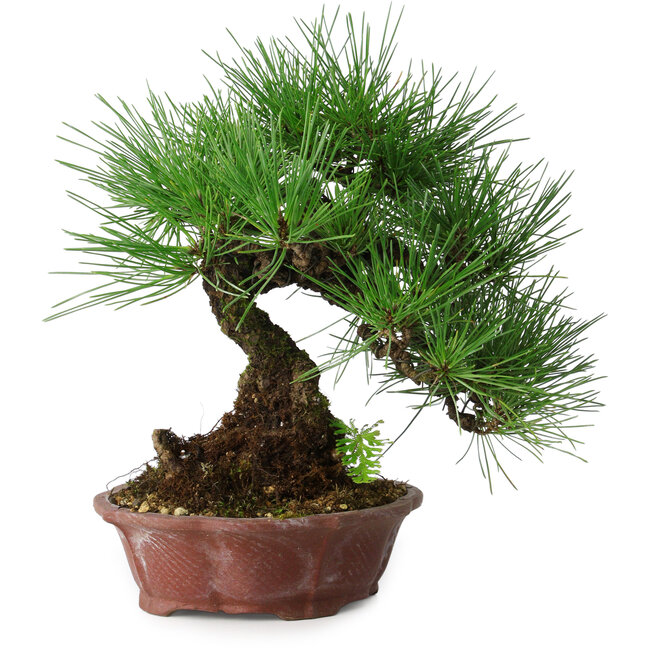 Pinus thunbergii, 27 cm, ± 20 years old, in a handmade Japanese pot by Shibakatsu